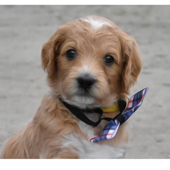 Meet your Posher, Jodi - Picture 1 of 1